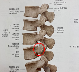 フラットバックにオススメのエクササイズ２/腰痛/慢性腰痛/姿勢改善